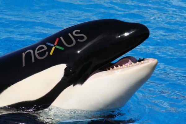 Nexus-Shamu-640x426