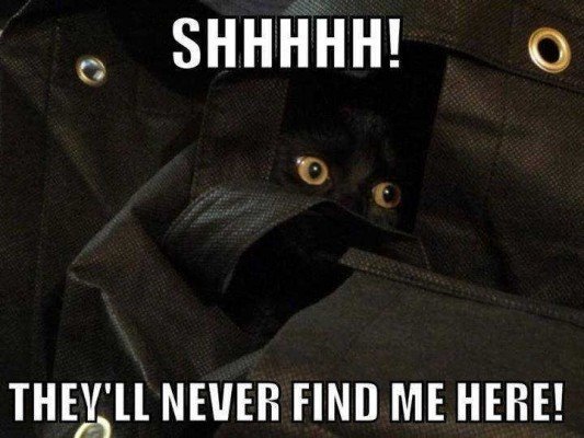 Stealth-Mode-Cat--Funny-Picture