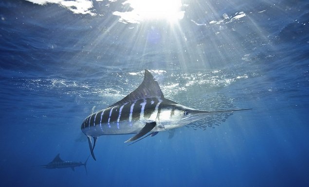 F442 Striped Marlin 11
