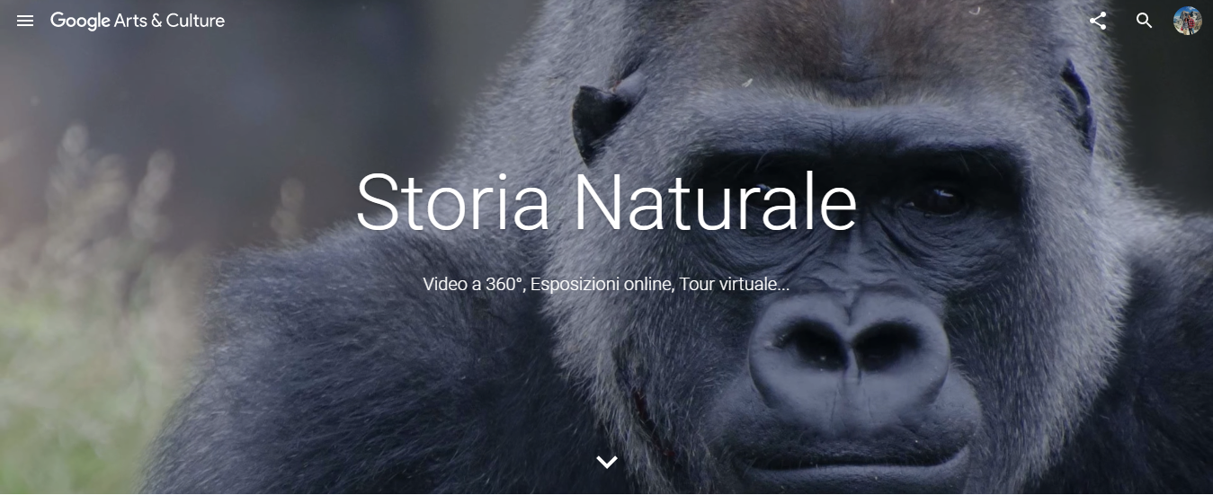 Google Arts & Culture porta tanti contenuti di storia naturale anche in realtà virtuale