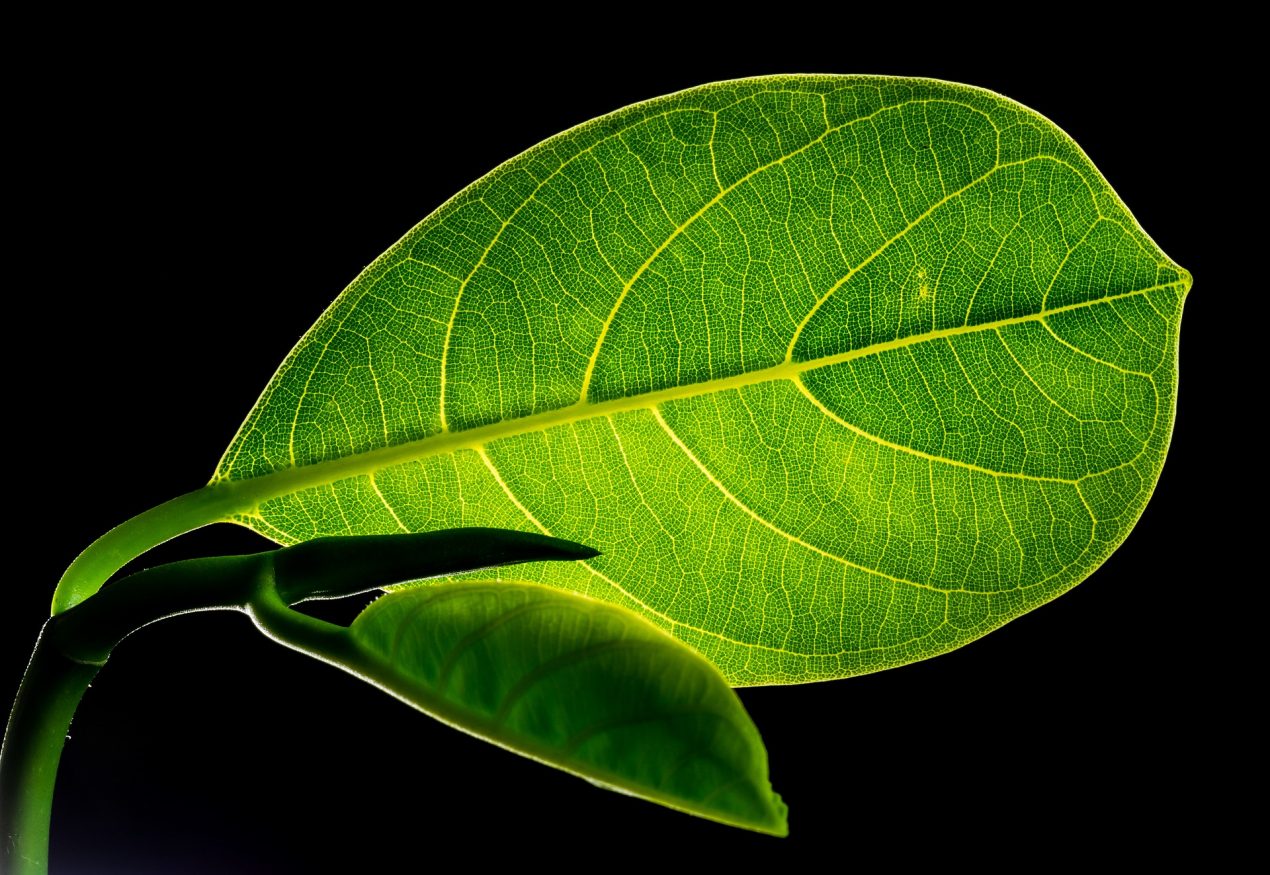 La batteria del futuro prende spunto dalle venature delle foglie
