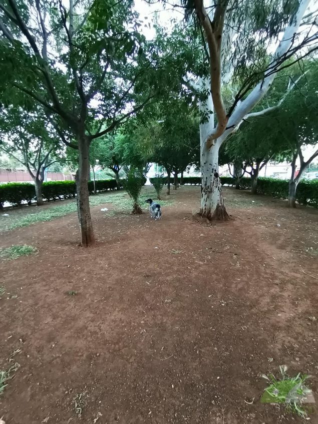 Foto di HONOR 9X Pro