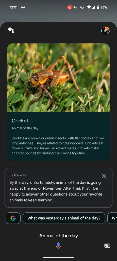 Google Assistant animale del giorno eol