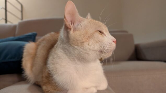 pixel 9 pro animale