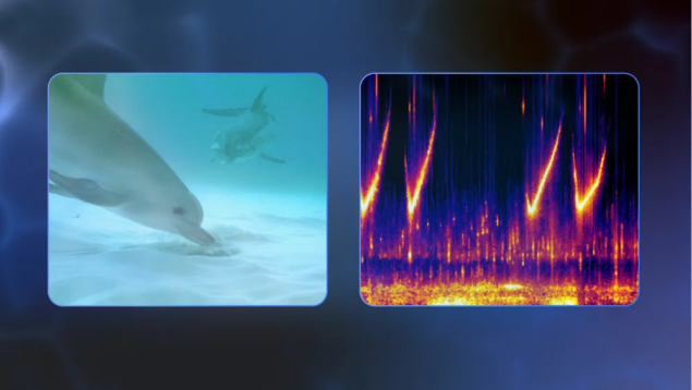 Google DolphinGemma-1