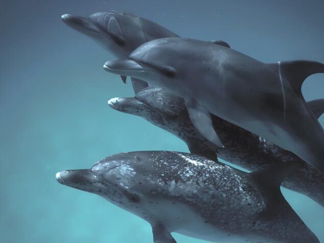 Google DolphinGemma