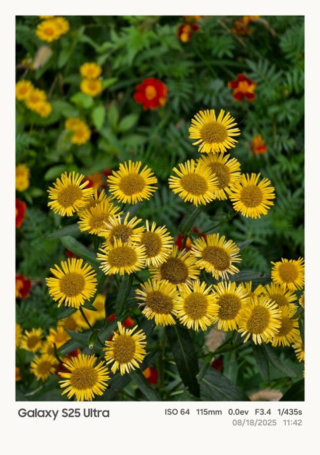 Samsung One UI 8 watermark fotografico-5