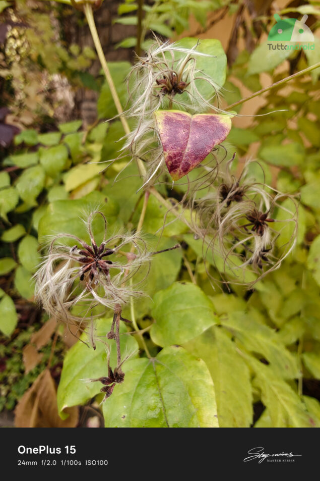 OnePlus 15 scatti fotografici
